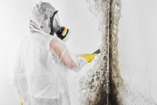 Best Bathroom Mold Remediation in Fairplay, GA