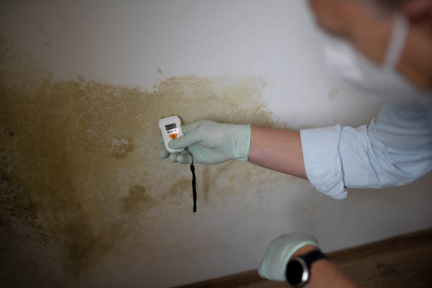 Best Insurance-Related Mold Remediation in Fairplay, GA