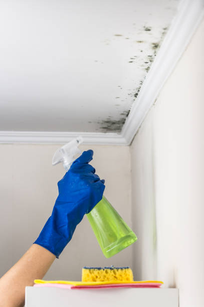 Best Basement Mold Remediation in Fairplay, GA